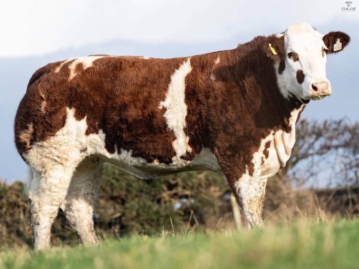 New Red Sired Crossbred Heifer