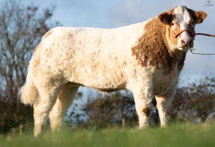 Grangwood Royal Oak Sired Crossbred Heifer
