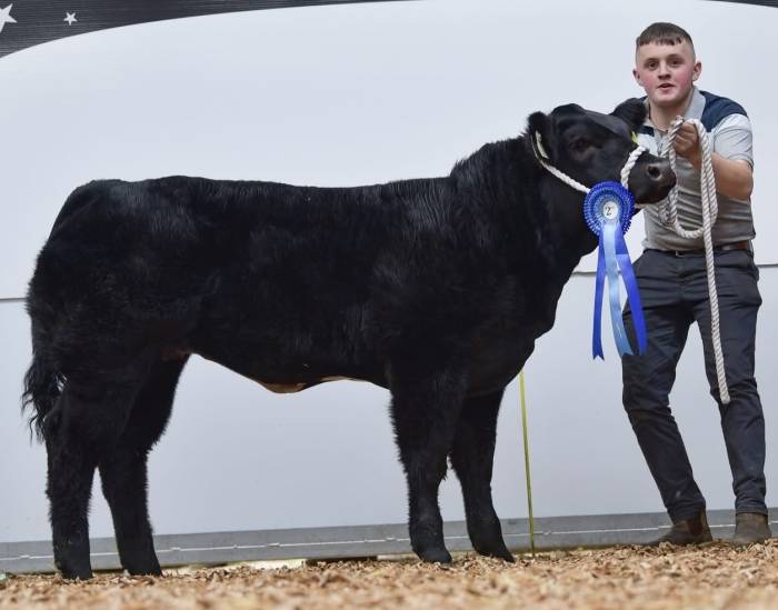 Weanling Heifer sold for €12,000 at Stranorlar Mart