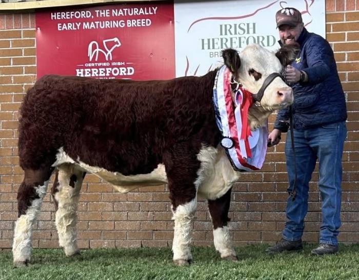 Overall Female Champion Irish Hereford Calf Show