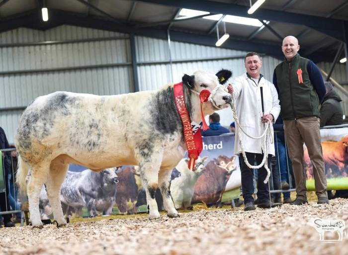 Champion Breeding Heifer at Carrick sold for €9,600