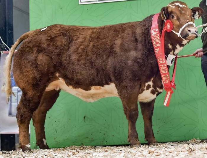 Sire of Best Butchers Heifer at Carrick