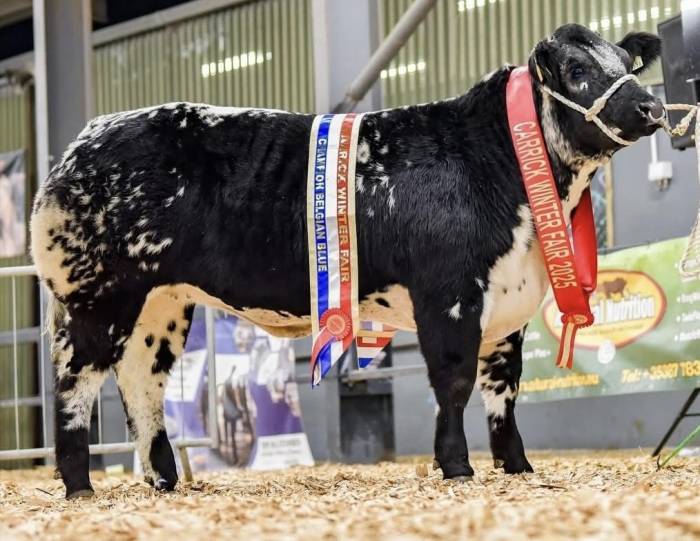Sire of Supreme BB Champion at Carrick