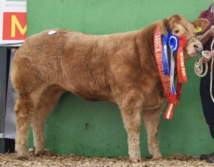 Sold for €11,000 at Carrick November 2025