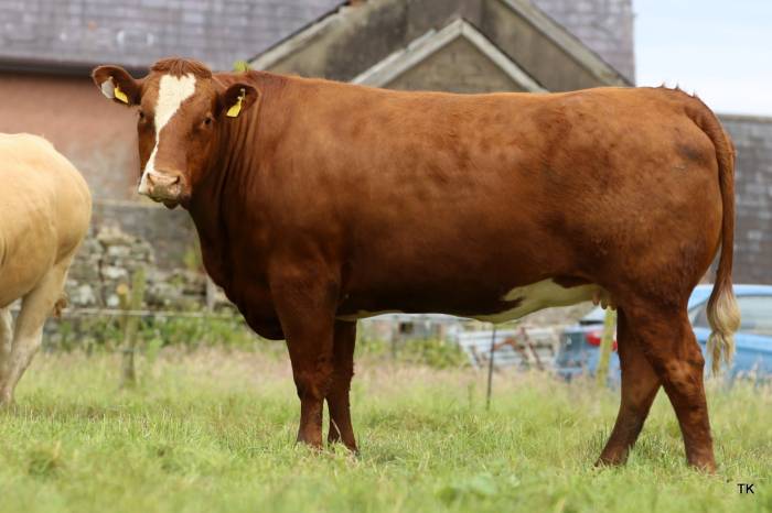 Crossbred Bulling Heifer sired by Knottown Roy