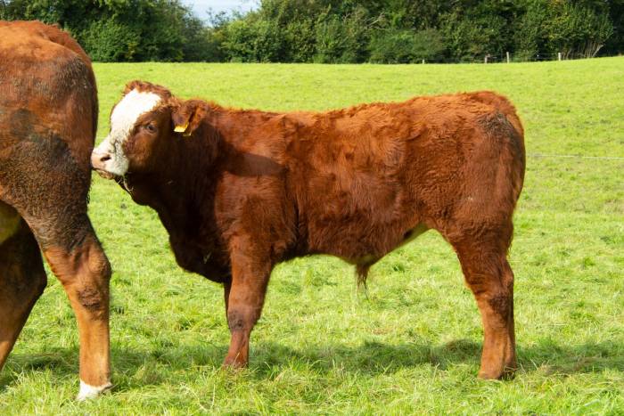 Crossbred Weanling Bull Calf sired by Knottown Roy