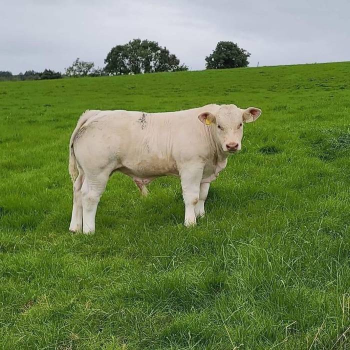 Bull Calf Sired by Recif