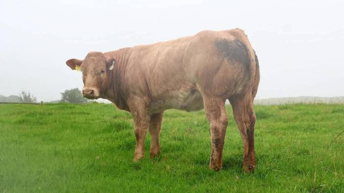Crossbred Heifer Sired by Recif