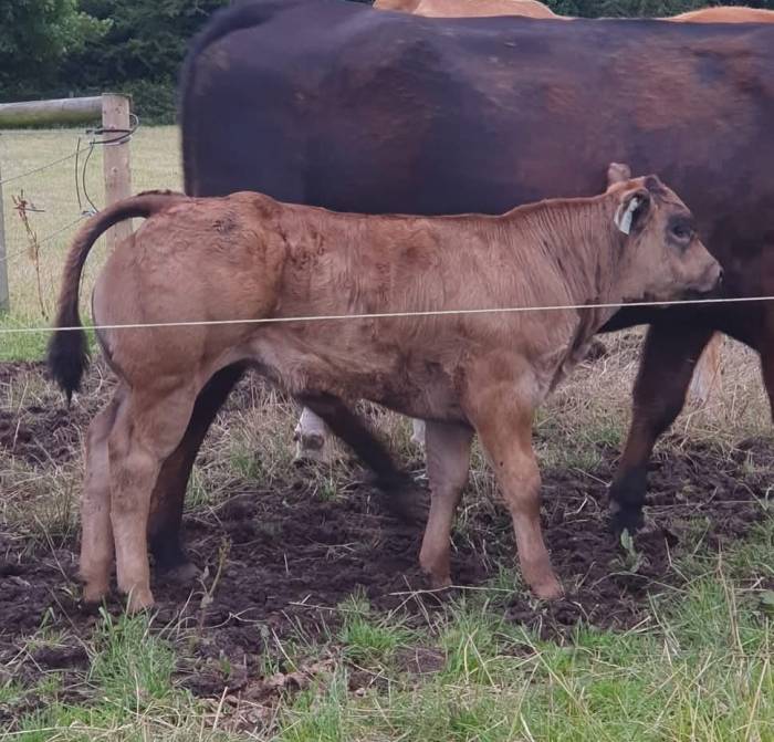 Crossbred Heifer Calf sired by Lisna Some Bull