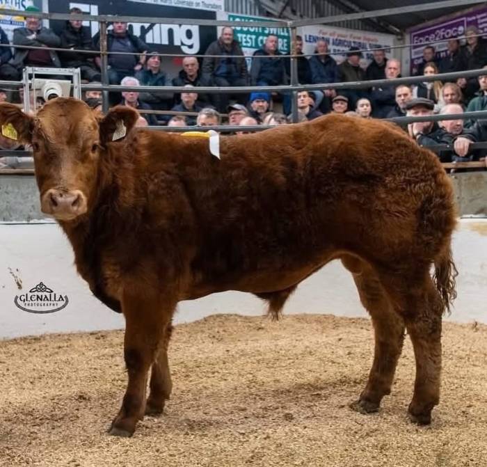 Crossbred Bull Calf sired by Lisna Some Bull