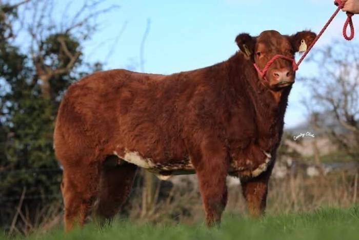Ardlea Rigby sired crossbred heifer calf