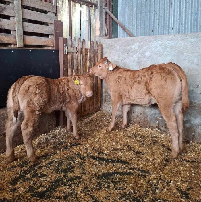 Two Super Heifer Calves sired by Powerful Proper
