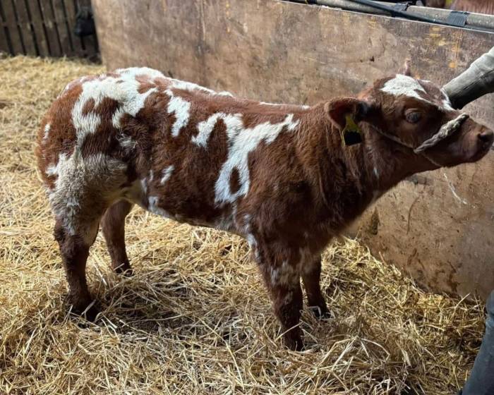 Rollie Sired Crossbred Heifer Calf