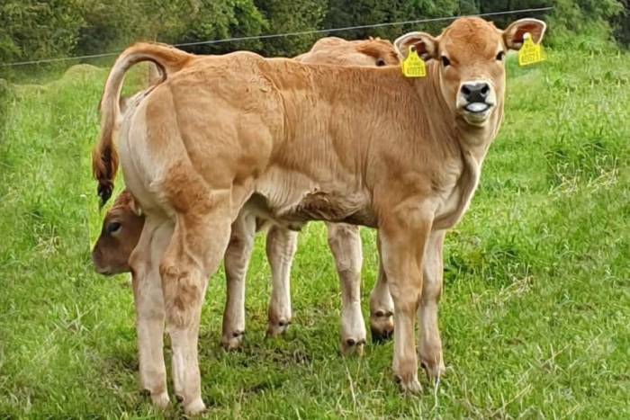 Pedigree Calf sired by Gonzo