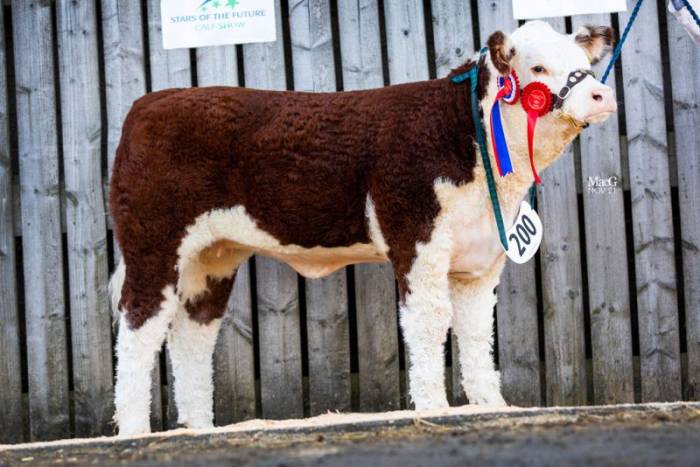 Sire of Sky High 1 Miss Allure