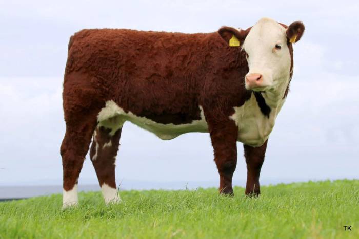 Sire of Gouldingpoll 1 Lucy 981 sold for €7,455