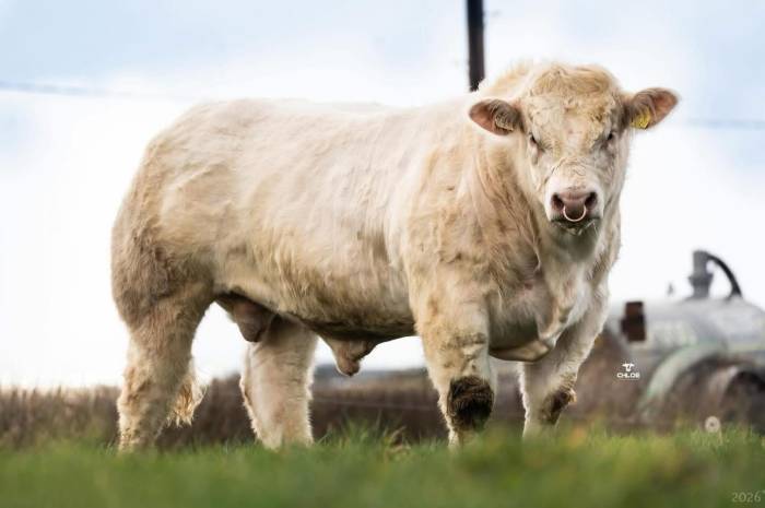 Fermole Veron sold for €10,200 at Tullamore