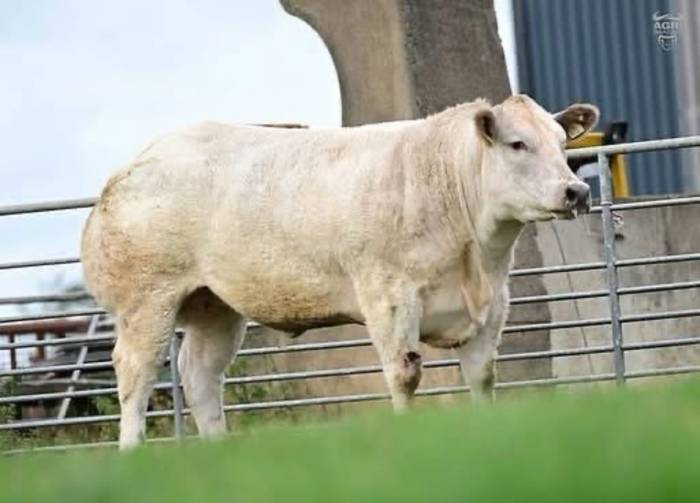 In Calf Heifer Sold for £17,000 sired by Patissier (PPS)