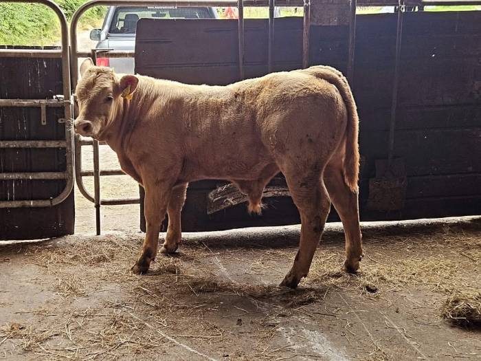 Lapon sired bull calf out of a Salers cow