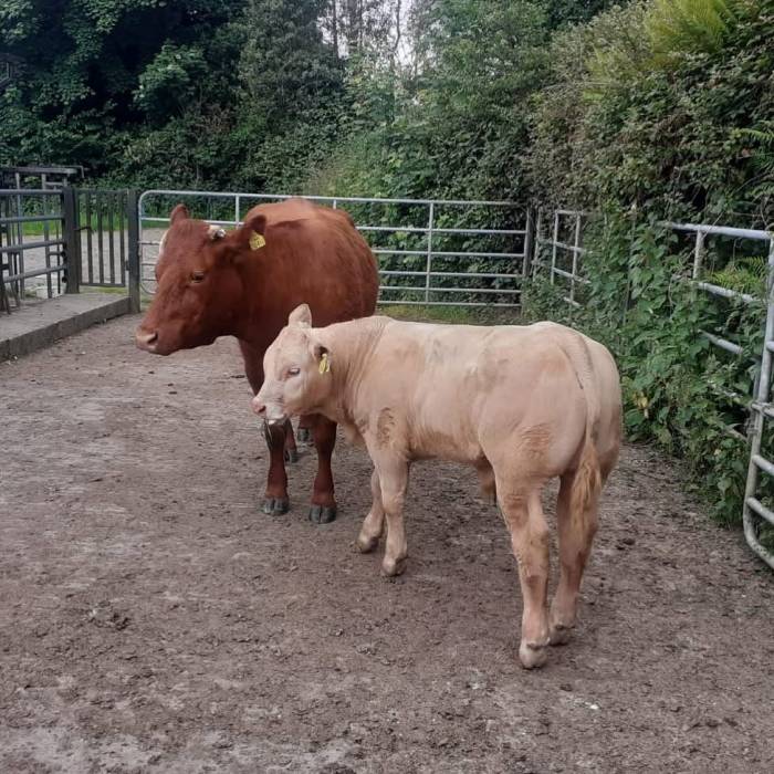 Lapon sired bull calf out of a Salers cow