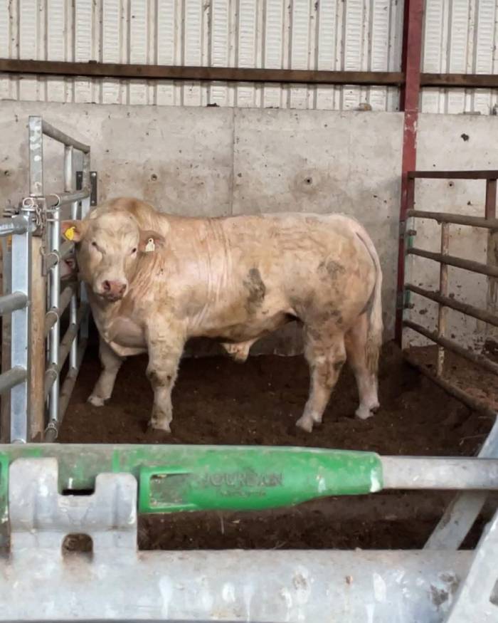 Lapon sired Pedigree Bull