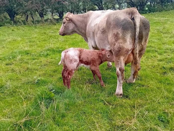 Lapon sired crossbred calf
