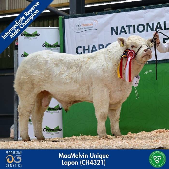 Lapon sired young Pedigree Bull
