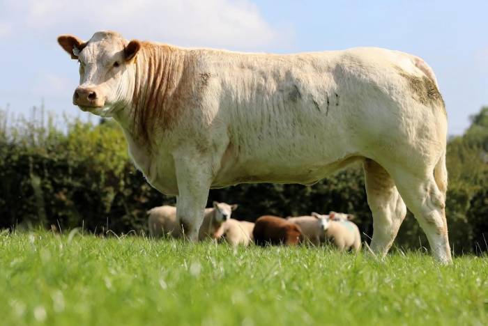 Lapon sired crossbred heifer