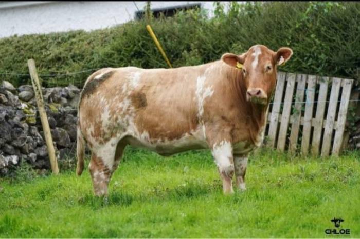 Lapon sired crossbred In Calf Heifer