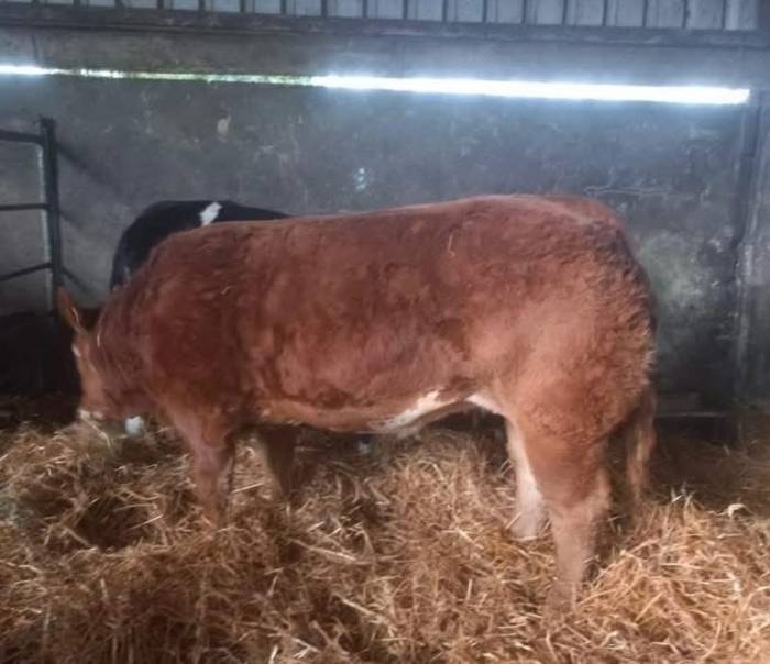 Ardlea Rigby sired crossbred heifer