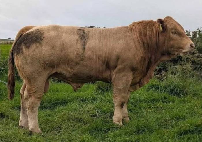Weanling Bull Sired by Grangwood Royal Oak
