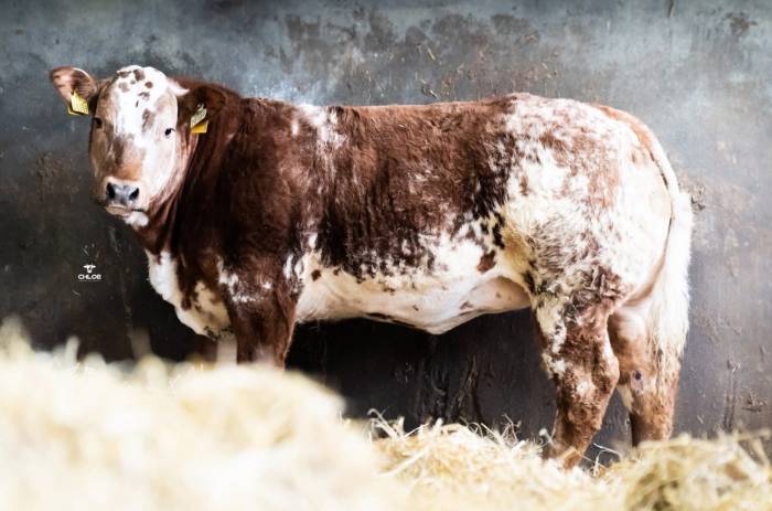 Crossbred Heifer Sired by Patissier (PPS) sold for €7100