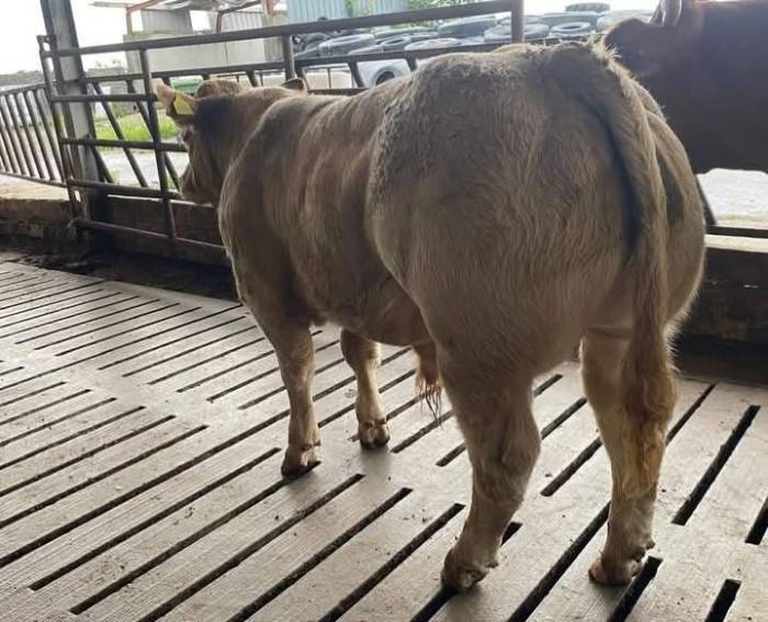 Weanling Bull Calf sired by Cloonradoon Ricky