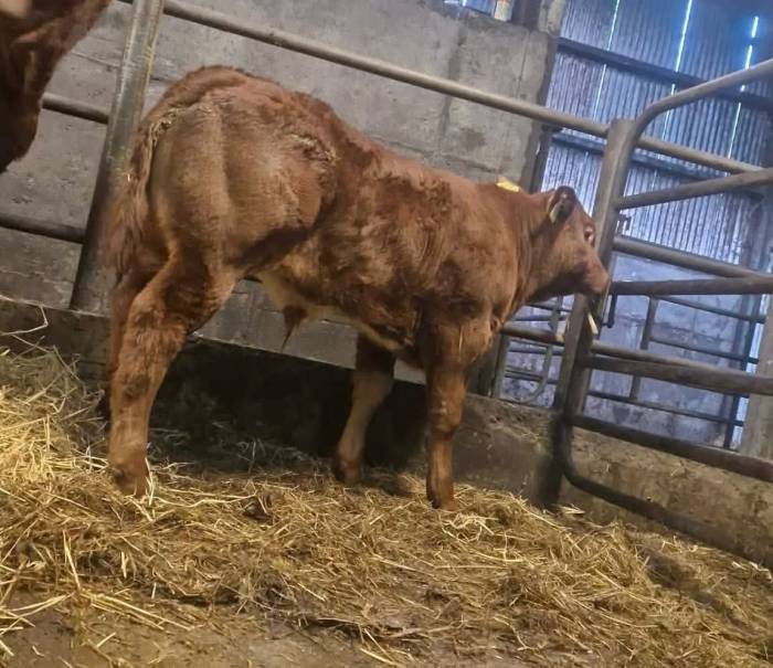 Rollie Sired Crossbred Calf