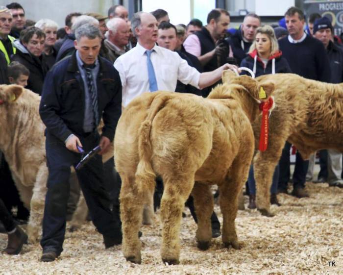 Junior Charolais Champion sired by Lisnagre Elite