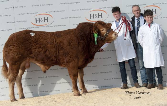 Mcparlands Liteforever sold for 12,000 gns