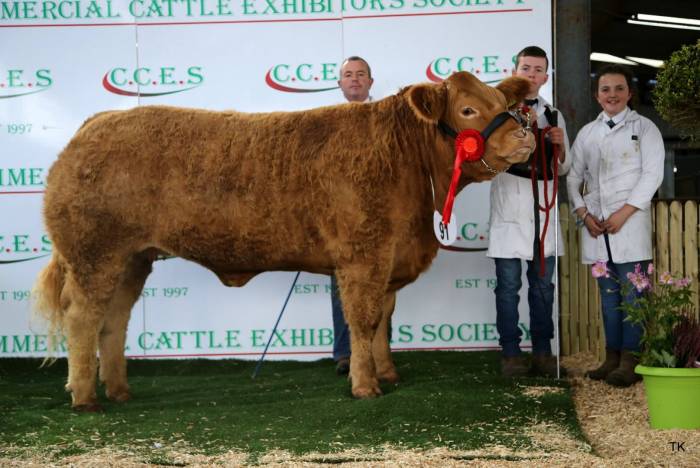 Champion Limousin Heifer showing no teeth