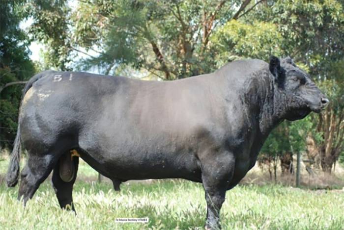 Sire: Te Mania Berkley