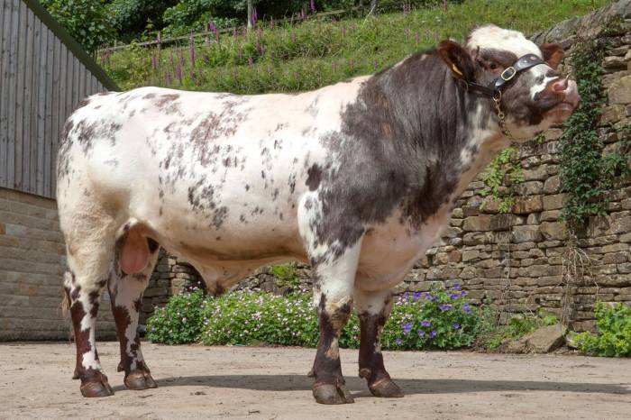 Stoneyroyd Halycon Matrix (P)