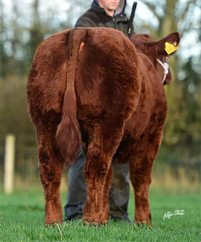 Tinkerbell sired by Forever Brill