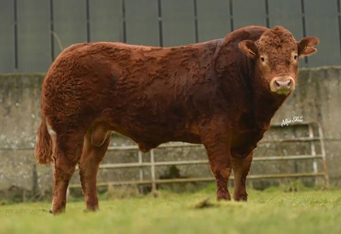 Tomschoice Ironstone