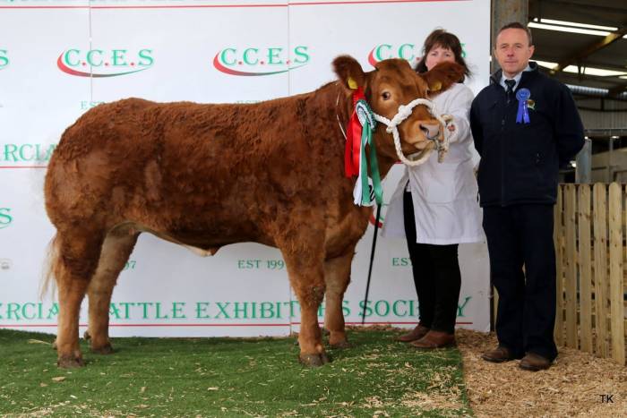 Champion Breeding Heifer