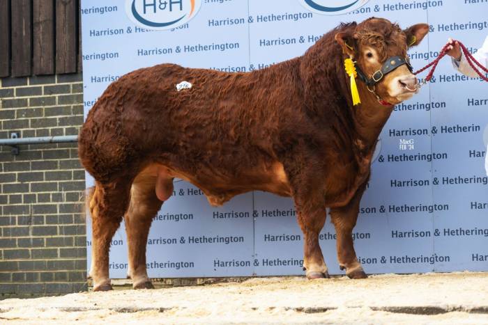 Pabo Tommy 23,000 gns