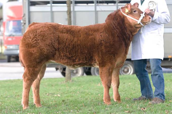 7/8 Bred Limousin Heifer