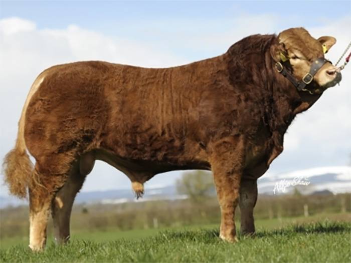 Ardlea Dan - sire of Beachmount Honey