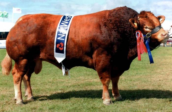 CACAOB Supreme Limousin Male Champion Royal Welsh Show 2012