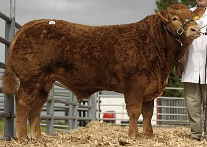 Carwin Figgero sired by Saturn