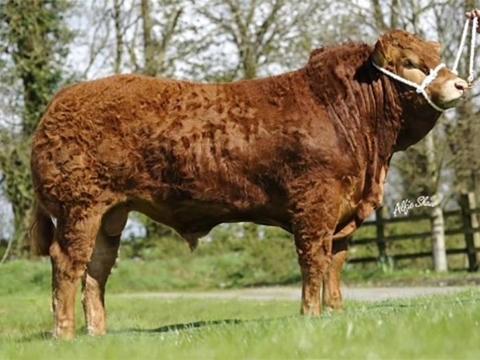 Castleview Gringo ET