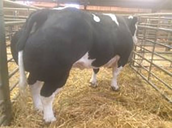 Champion Cow Chelford