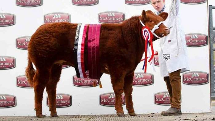 Dancing Queen - Overall Champion Brecon Show Potentials 2019